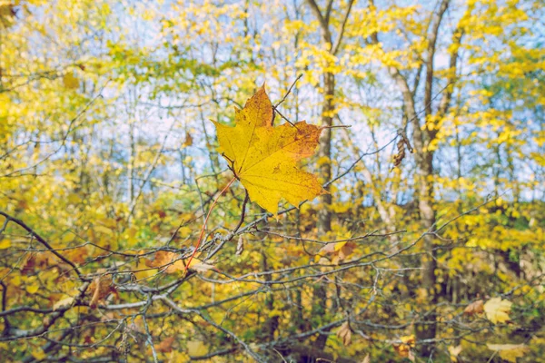 City Viresi Latvia Trees Leafs Autumn Sunny Day Travel Nature — Stock Photo, Image