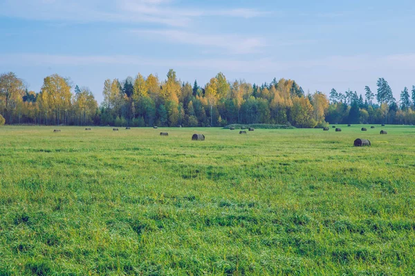 Город Вирези Латвия Деревья Луг Осень Солнечный День Фото Природы — стоковое фото