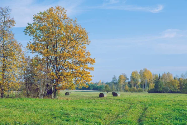 Město Viresi Lotyšsko Stromy Louka Podzim Slunečný Den Cestování Příroda — Stock fotografie