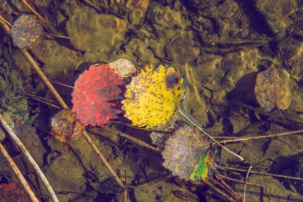 Ciudad Viresi Letonia Árboles Hojas Otoño Día Soleado Viajes Naturaleza — Foto de Stock