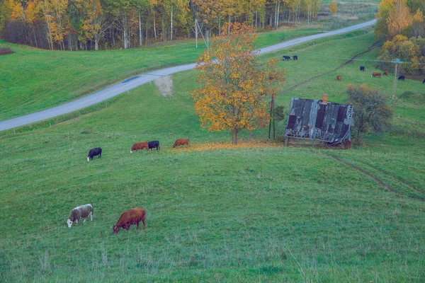 Città Korneti Lettonia Mucche Prato Autunno Giornata Sole Foto Viaggio — Foto Stock