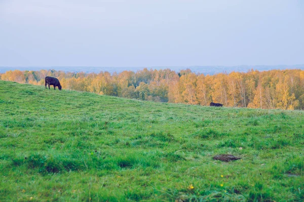 Şehir Korneti, Letonya. İnek ve çayır, sonbahar ve güneşli bir gün. Seyahat doğa fotoğraf 2018.