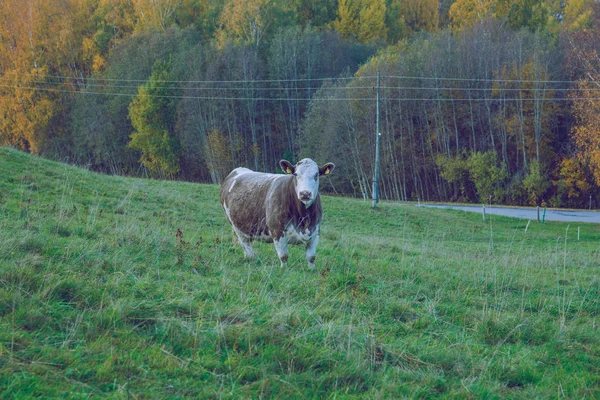 Stadt Korneti Lettland Kühe Und Weide Herbst Und Sonniger Tag — Stockfoto