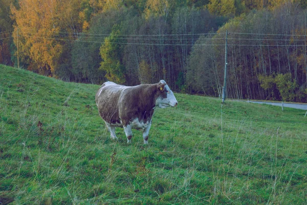 Città Korneti Lettonia Mucche Prato Autunno Giornata Sole Foto Viaggio — Foto Stock