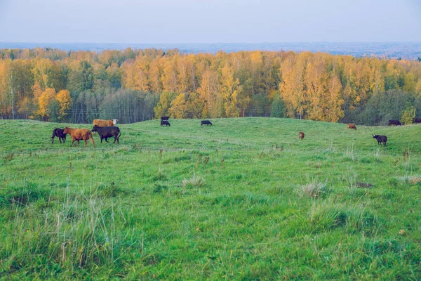 Ciudad Korneti Letonia Vacas Prados Otoño Día Soleado Viajes Naturaleza —  Fotos de Stock