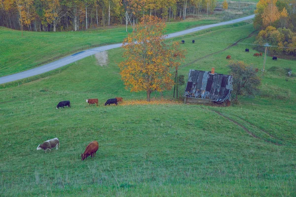 City Korneti Latvia Cows Meadow Old House Autumn Travel Nature — Stock Photo, Image