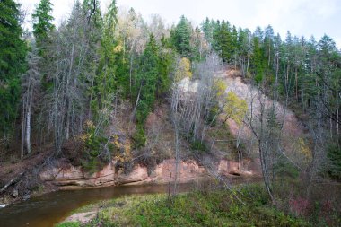 Şehir Cesis, Letonya. Sonbahar, ağaçlar, su, uçurumlar, nehir Amata. Doğa ve nehir, çimenler ve ağaçlar. Nehir için görüntüleyin. Letonya 2018