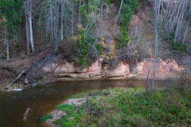 Şehir Cesis, Letonya. Sonbahar, ağaçlar, su, uçurumlar, nehir Amata. Doğa ve nehir, çimenler ve ağaçlar. Nehir için görüntüleyin. Letonya 2018