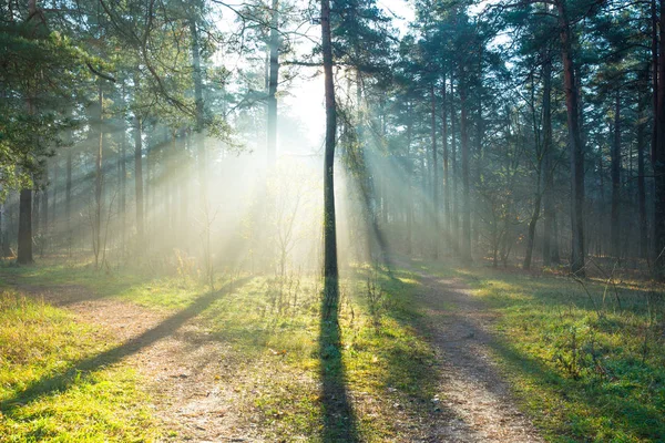 Cidade Riga Letónia Manhã Cedo Floresta Fumaça Raios Sol Foto — Fotografia de Stock