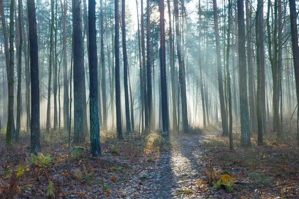 Cidade Riga Letónia Manhã Cedo Floresta Fumaça Raios Sol Foto — Fotografia de Stock