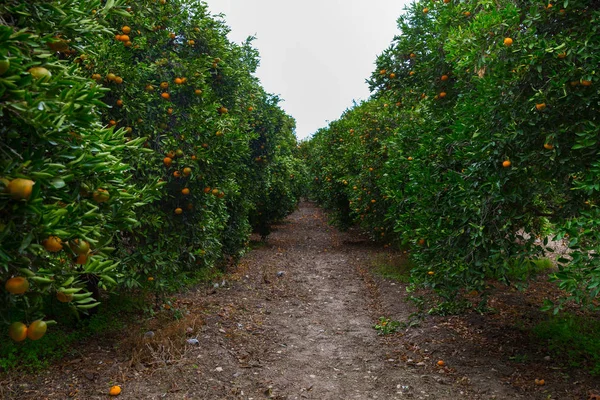 Şehir Paphos, Kıbrıs. Mandalina ağacı portakal Narenciye meyve ile. Seyahat fotoğraf 2018, Aralık.