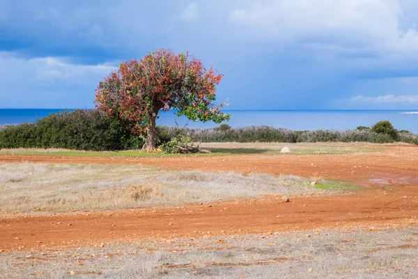 Staden Paphos Cypern Träd Och Blå Havet Gröna Buskar Resa — Stockfoto