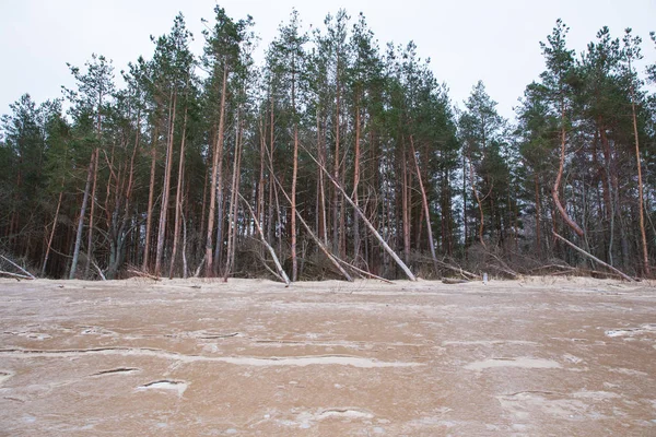 City Carnikava Latvia Frozen Baltic Sea Snow Trees Cold Weather — Stock Photo, Image