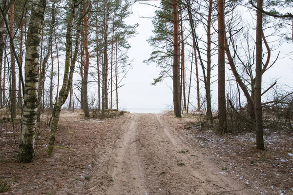 City Carnikava Letónia Mar Baltico Congelado Neve Árvores Tempo Frio — Fotografia de Stock