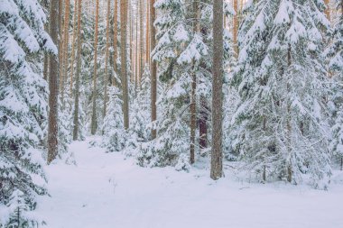 City Cesis, Latvia. White and cold wood. Many snow at winter 2019. Travel photo.