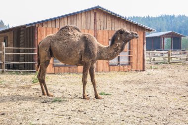 Raksi hayvanat bahçesinde Camel çiftliği. Baharda büyük cammels. Seyahat fotoğrafı 201