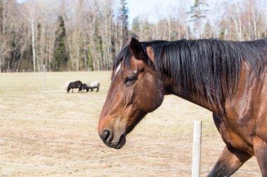 Çayırda at otlatmak. Bahar ve güneşli bir gün. Seyahat fotoğrafı 20