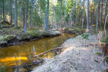 Doğa ve Kumada Nehri. Ağaçlar ve su. Seyahat fotoğrafı 2019.