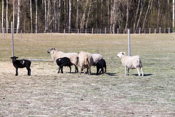Pecore pascolano nel prato. Vecchi e giovani. Foto di viaggio 2019 — Foto Stock