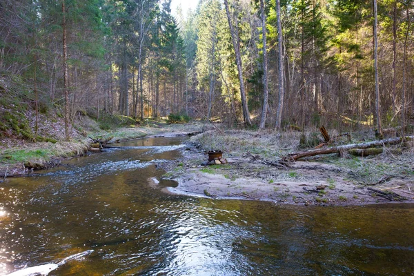 Natureza e rio Kumada. Árvores e água. Foto de viagem 2019 . — Fotografia de Stock