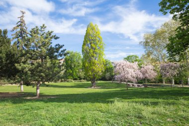 Şehir Prag, Çek Cumhuriyeti. Prag merkezi, çiçekli park. 2019