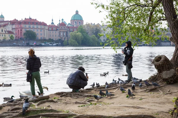 City Prague, Republika Czeska. Ppeople karmić ptaki na rzece — Zdjęcie stockowe