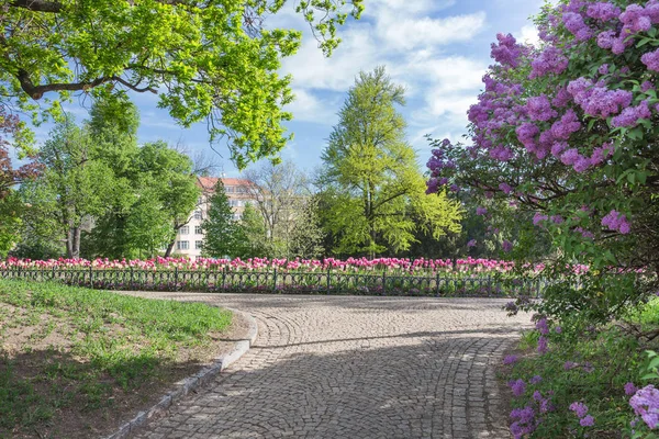 Ciudad Praga, República Checa. Centro de Praga, parque floreciente. 2019 — Foto de Stock