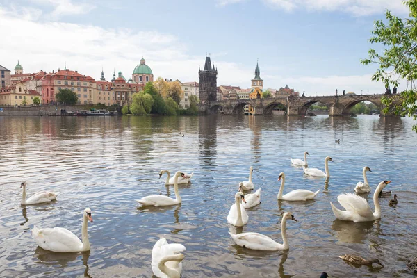 Ville Prague, République tchèque. Vieux pont Charles et bâtiments. C — Photo