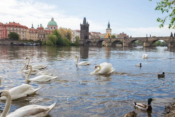 Stadt Prag, Tschechische Republik. alte Karlsbrücke und Gebäude. c — Stockfoto