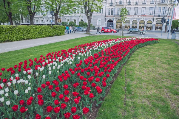 Ciudad Riga, República de Letonia. Bandera de Letonia de tulipanes, rojo y wh — Foto de Stock