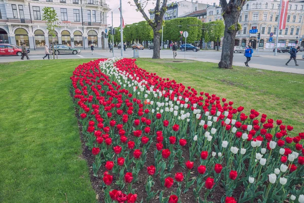 Stadt Riga, Republik Lettland. Lettische Flagge aus Tulpen, rot und wh — Stockfoto