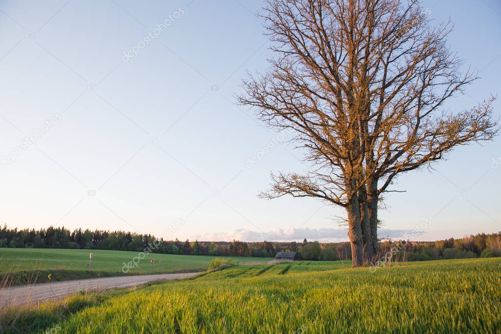 City Cesis, Latvia Republic. Oak tree and meadow with sunlight. 