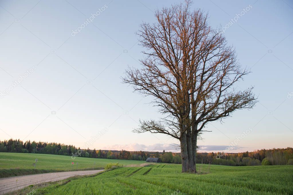 City Cesis, Latvia Republic. Oak tree and meadow with sunlight. 