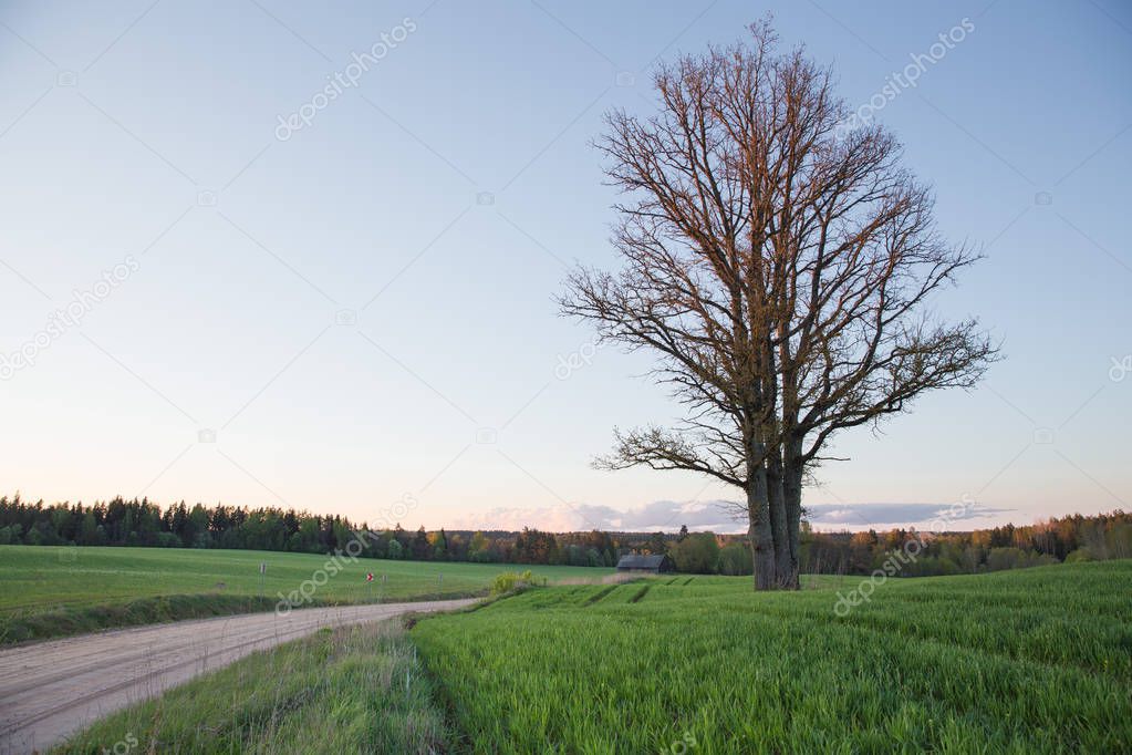 City Cesis, Latvia Republic. Oak tree and meadow with sunlight. 