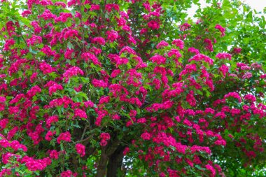 City Jurmala, Letonya Cumhuriyeti. Çiçekli ağaç. Seyahat fotoğrafı 201