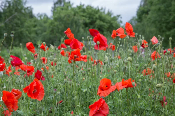 City Cesis, República de Letonia. Campo de amapola roja y naturaleza verde . — Foto de Stock