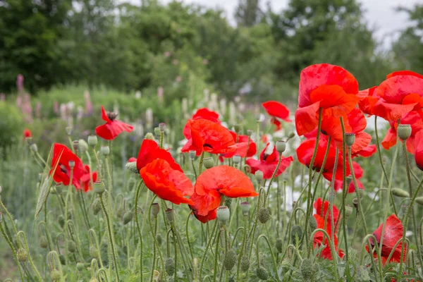 City Cesis, República de Letonia. Campo de amapola roja y naturaleza verde . — Foto de Stock