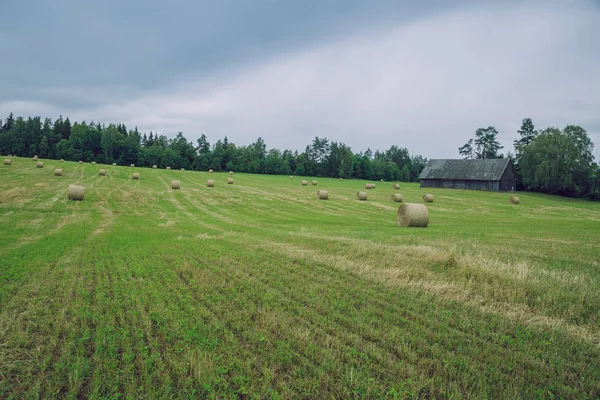 City Cesis, Lettonia. Giorno coperto, rotoli di fieno prato e — Foto Stock