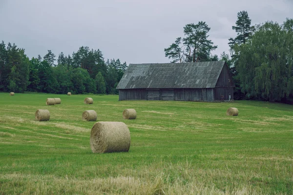 Staden Cesis, Lettland republik. Mulen dag, ängs hö rullar och — Stockfoto