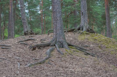 City Riga, Letonya Cumhuriyeti. Ağaçlar ve eski yürüyüş PA ile orman