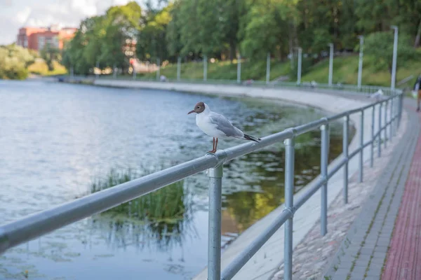 City Riga, Letonya Cumhuriyeti. Martı demir bir korkuluk üzerinde oturur, sur — Stok fotoğraf