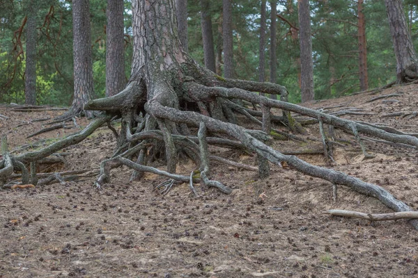 City Riga, Letonya Cumhuriyeti. Ağaçlar ve eski yürüyüş PA ile orman — Stok fotoğraf