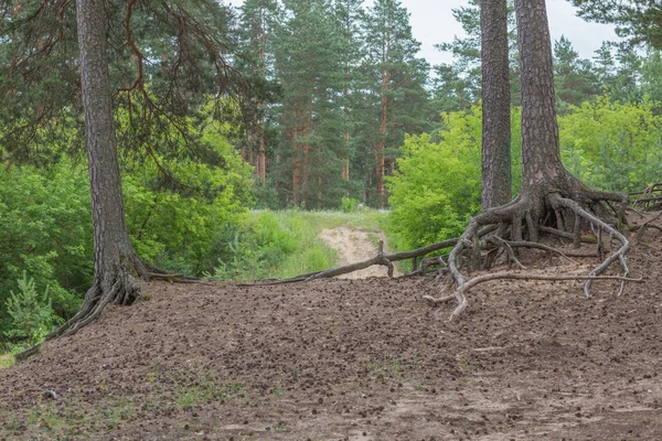 Città Riga, Lettonia Repubblica. Foresta con alberi e vecchio pa a piedi — Foto Stock