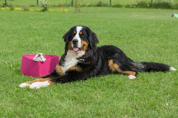 City Priekuli, Latvian Republic. English bulldog sit in a pink b — Stock Photo, Image