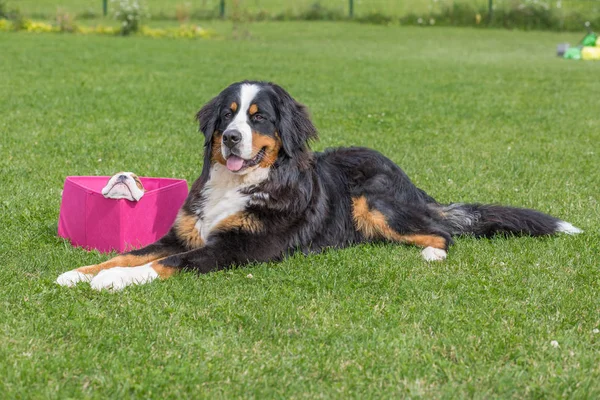 City Priekuli, Latvian Republic. English bulldog sit in a pink b — Stock Photo, Image