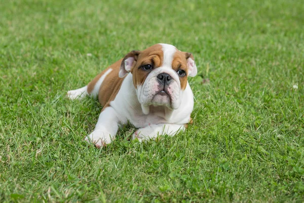 City Priekuli, Latvian Republic. English puppy bulldog sleep in — Stock Photo, Image