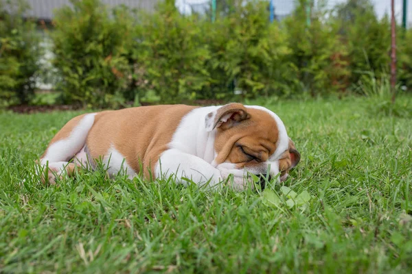 City Priekuli, Latvian Republic. English puppy bulldog sleep in — Stock Photo, Image