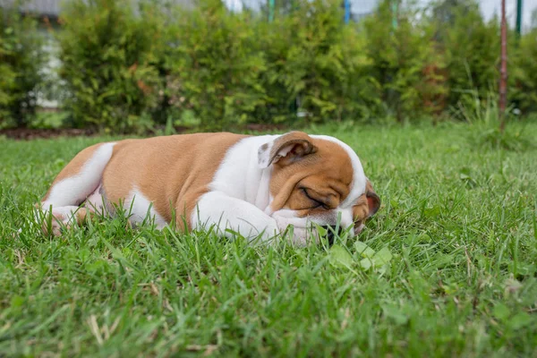 City Priekuli, Latvian Republic. English puppy bulldog sleep in