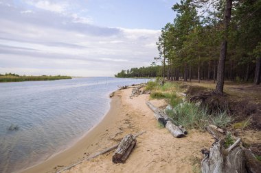 City Carnikava, Letonya Cumhuriyeti. Ri ile yaz aylarında yeşil doğa
