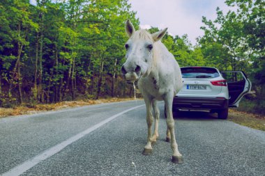 Şehir Meteora, Yunan Cumhuriyeti. Tepede yolda beyaz at ve